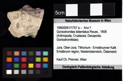 Foto (Objket + Etiketten) von Cracensigillatus acutirostrus (Moericke, 1889) 